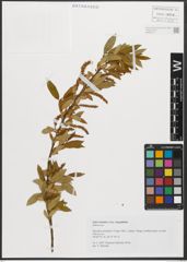 Foto von Salix triandra subsp. amygdalina (L.) Schübl. & G. Martens